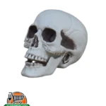 Decoración de cráneo humano falso